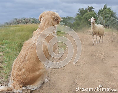 Golden retriever and ram, unexpected meeting with a ram, ram, nature and dog and ram, dog and ram, meeting of a dog and ram, Stock Photo