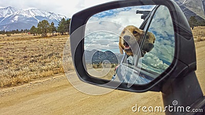 Golden Retriever in the Rear View Mirror Stock Photo