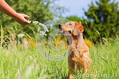 Golden retriever with a sausage in the snout Stock Photo