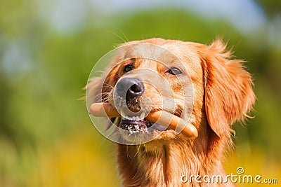 Golden retriever with a sausage in the snout Stock Photo