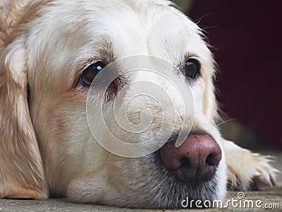 Golden Retriever Snout Stock Photo