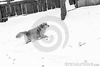 Golden retriever on a walk in the winter park Stock Photo
