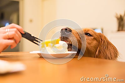 Golden Retriever wants to eat the cake Stock Photo