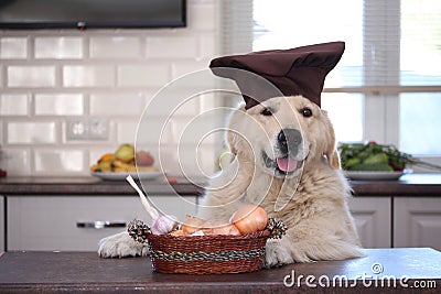 Golden retriever with willow basket with onions and garlics. Stock Photo