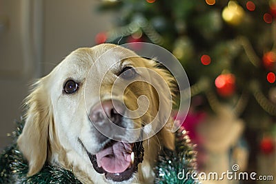 Chrismas Retriever Stock Photo