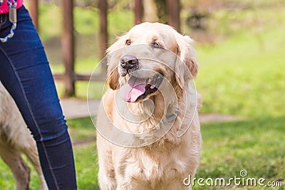 Golden retrievers adult dog Stock Photo