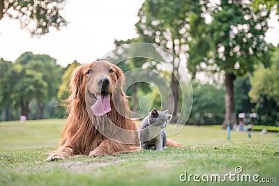 Golden Retrievers and kittens on the grass Stock Photo