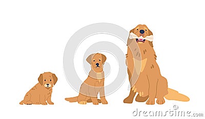 Golden Retrievers Undergo Puppy, Adolescent, And Adult Stages. Cute Funny Canine Pet Growing. Adult Dig Sitting Vector Illustration