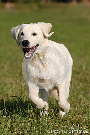 Golden retriver Stock Photo