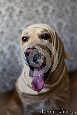Golden retriver opened his mouth, he wants to yaw, dog yawns, dog in handkerchief Stock Photo