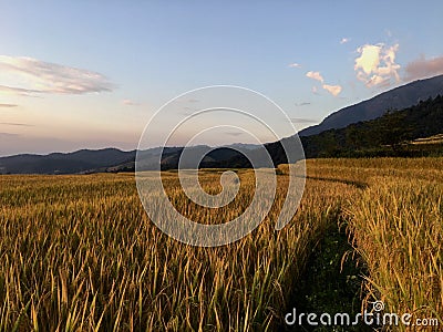 Golden rice field Stock Photo