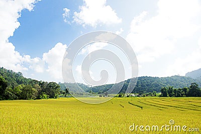 Golden rice field in mountain valley Stock Photo