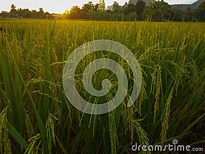 Golden rice Stock Photo