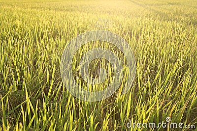 Golden rice field Yellow rice plant. Thai jusmin rice and green field. Stock Photo