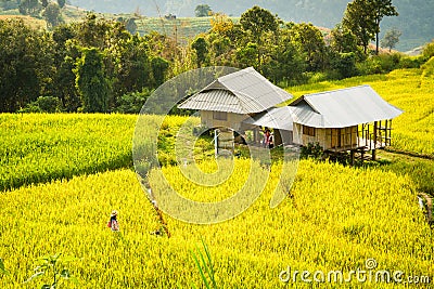 Golden rice fields in the Central Valley Stock Photo