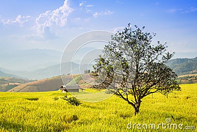 Golden rice fields in the Central Valley Stock Photo