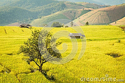 Golden rice fields in the Central Valley Stock Photo