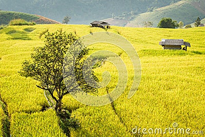 Golden rice fields in the Central Valley Stock Photo