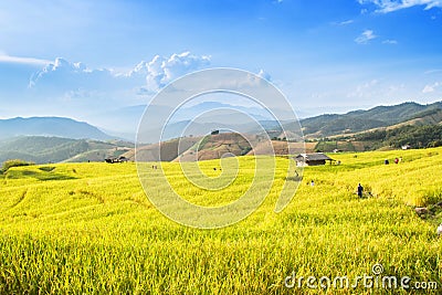 Golden rice fields in the Central Valley Stock Photo