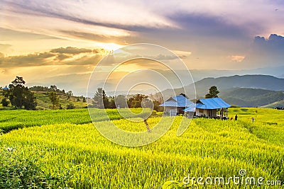 Golden rice fields in the Central Valley Stock Photo