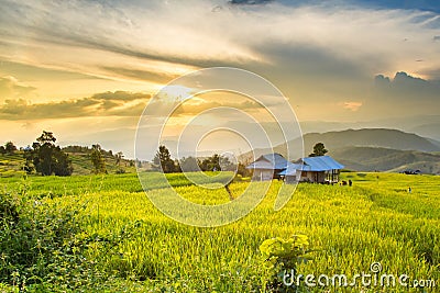 Golden rice fields in the Central Valley at sunset Stock Photo