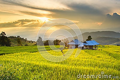 Golden rice fields in the Central Valley at sunset Stock Photo