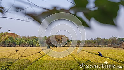 Golden rice fields in autumn Stock Photo