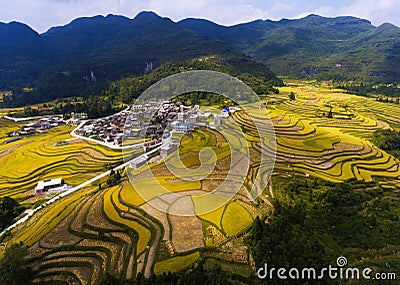 Golden rice fields in the mountain Stock Photo