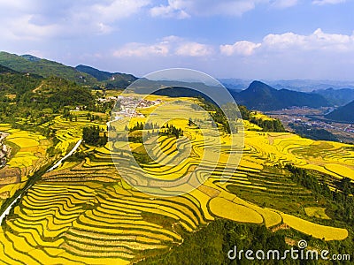 Golden rice fields in the mountain Stock Photo