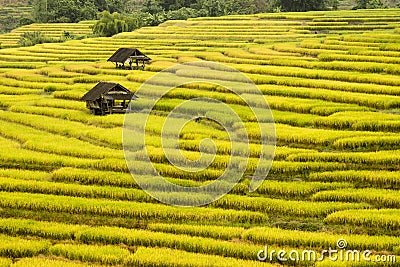 Golden rice fields Stock Photo