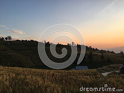 The golden rice fields Stock Photo