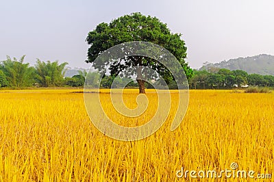 Golden rice has three trees Stock Photo