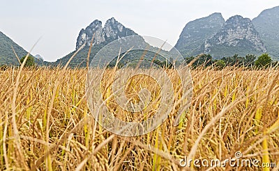 Golden rice in mountain landscape Stock Photo