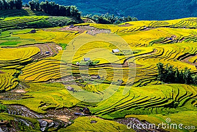 Golden rice terraced fields at harvesting time. Stock Photo