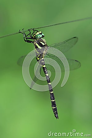 Golden ring dragonfly Stock Photo