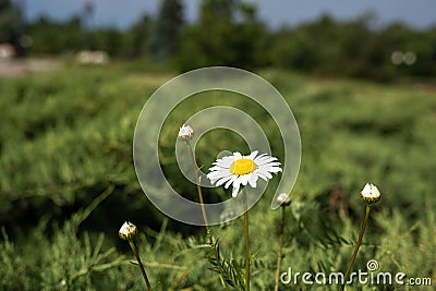 The Golden ring of Russia. Sunny summer day in Yaroslavl. Bank of the Kotorosl river Stock Photo