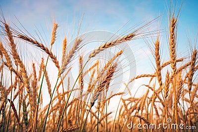 Golden ripe wheat field, sunny day, agricultural landscape Stock Photo