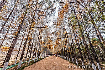 Golden Road in Autumn Stock Photo