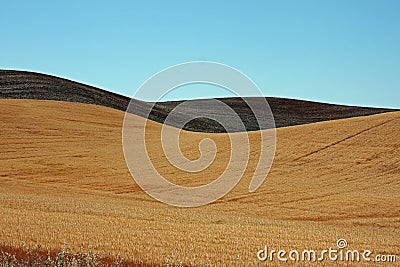 Golden Rolling Farm Fields Stock Photo