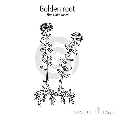 Golden Root rhodiola rosea , medicinal plant Vector Illustration