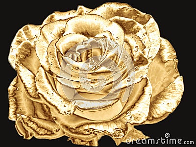 Golden rose on a black background. Stock Photo