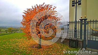 Golden season is here. Yellow and orange little tree near the vintage metal fence. Fallen colourful leaves on green grass. Autumn Stock Photo