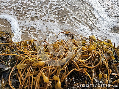 Golden Seaweed at the beach with foaming sea water Stock Photo