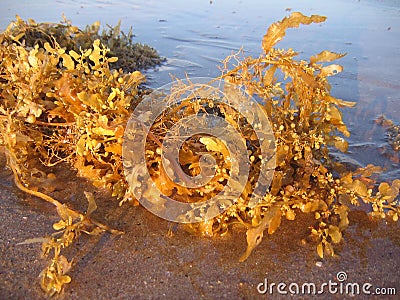 Golden seaweed in the sunlight, at the Nightcliff beach. Darwin, NT. Australia. Stock Photo