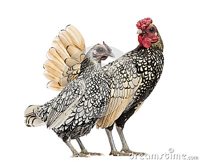 Golden Sebright Bantam rooster and silver Sebright bantam hen Stock Photo