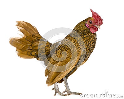 Golden Sebright rooster, 1 year old Stock Photo