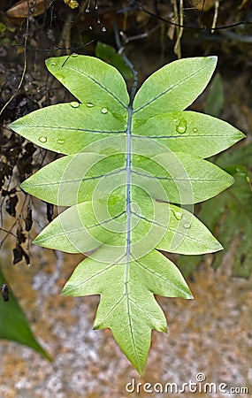 Golden serpent fern leaf on tropical garden in Teresopolis Stock Photo