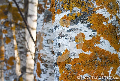 Golden shield lichen Stock Photo