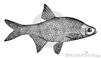 Golden Shiner, vintage illustration Vector Illustration