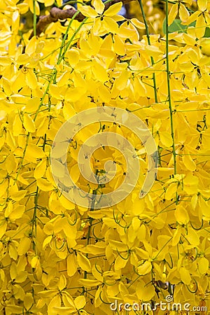 Golden shower flower Stock Photo